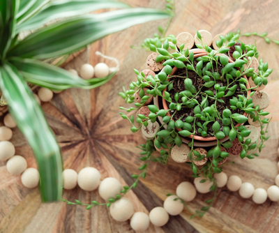 Cozy Plants Cozy Plants